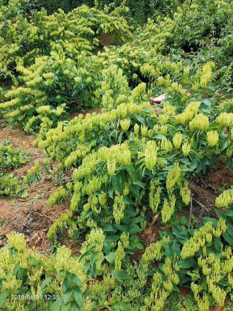 金银花苗