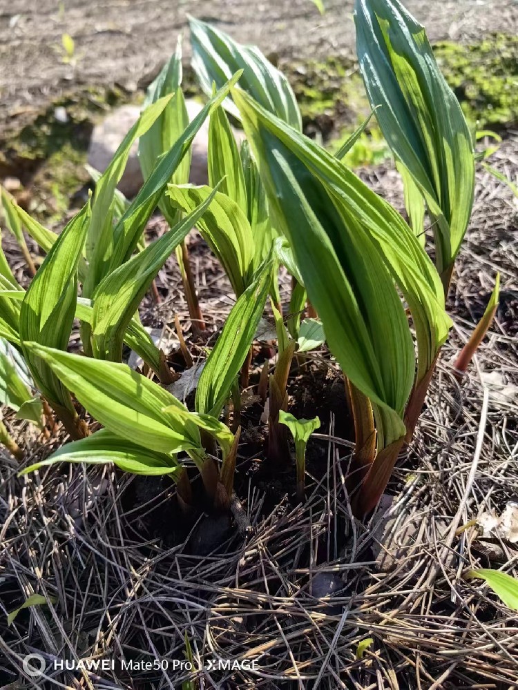 毛慈菇苗