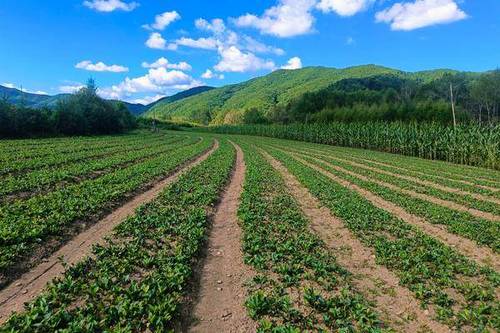 毛慈菇种植技术——种子育苗