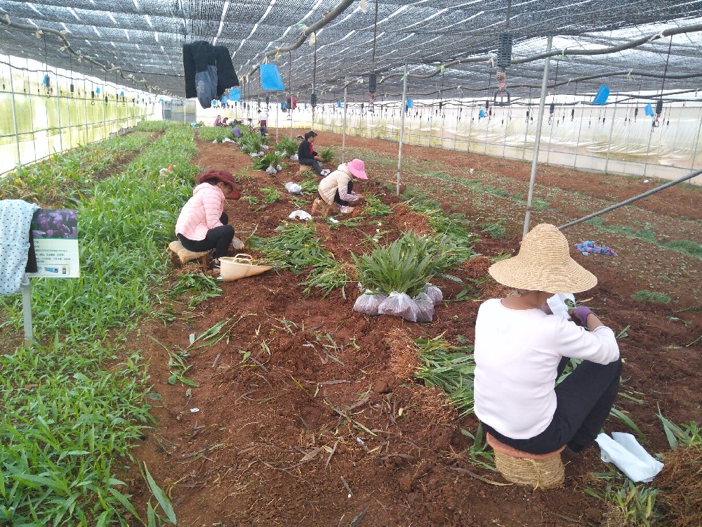 白芨苗多年生草本