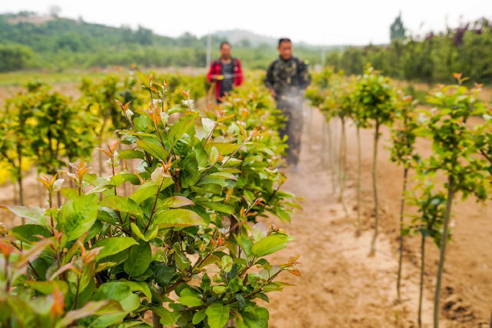 白芨种植为什么需要养根？